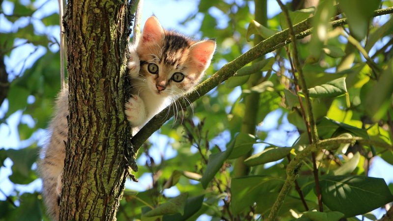 Five Wild Cat Species Native to Indonesia — Some on the Brink of Extinction