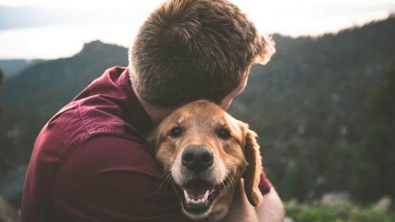 More Than Just Pets: How Animals Are Becoming Family in Colombian Homes
