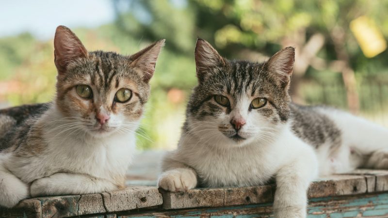 Over 600 Pets Vaccinated During Weekend Health Campaign in Piedras Negras
