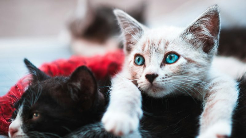 Avilés to Launch Mapping and Census Program for Stray Cats