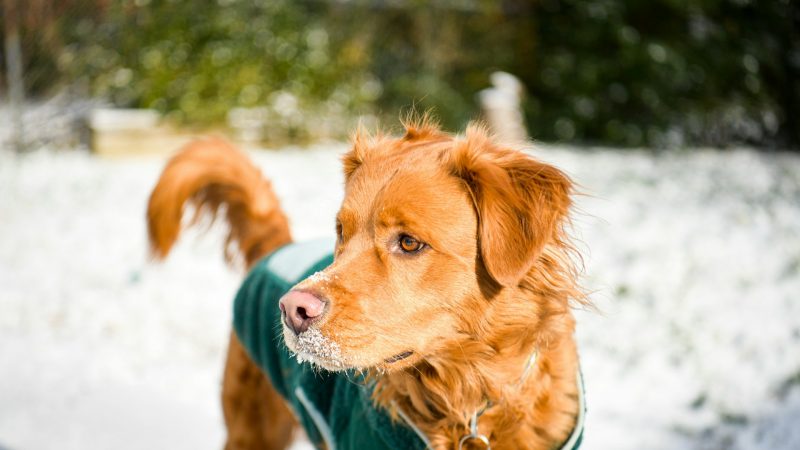 Caring for the Modern City Dog: Winter Wardrobes and the Rise of Private Parks