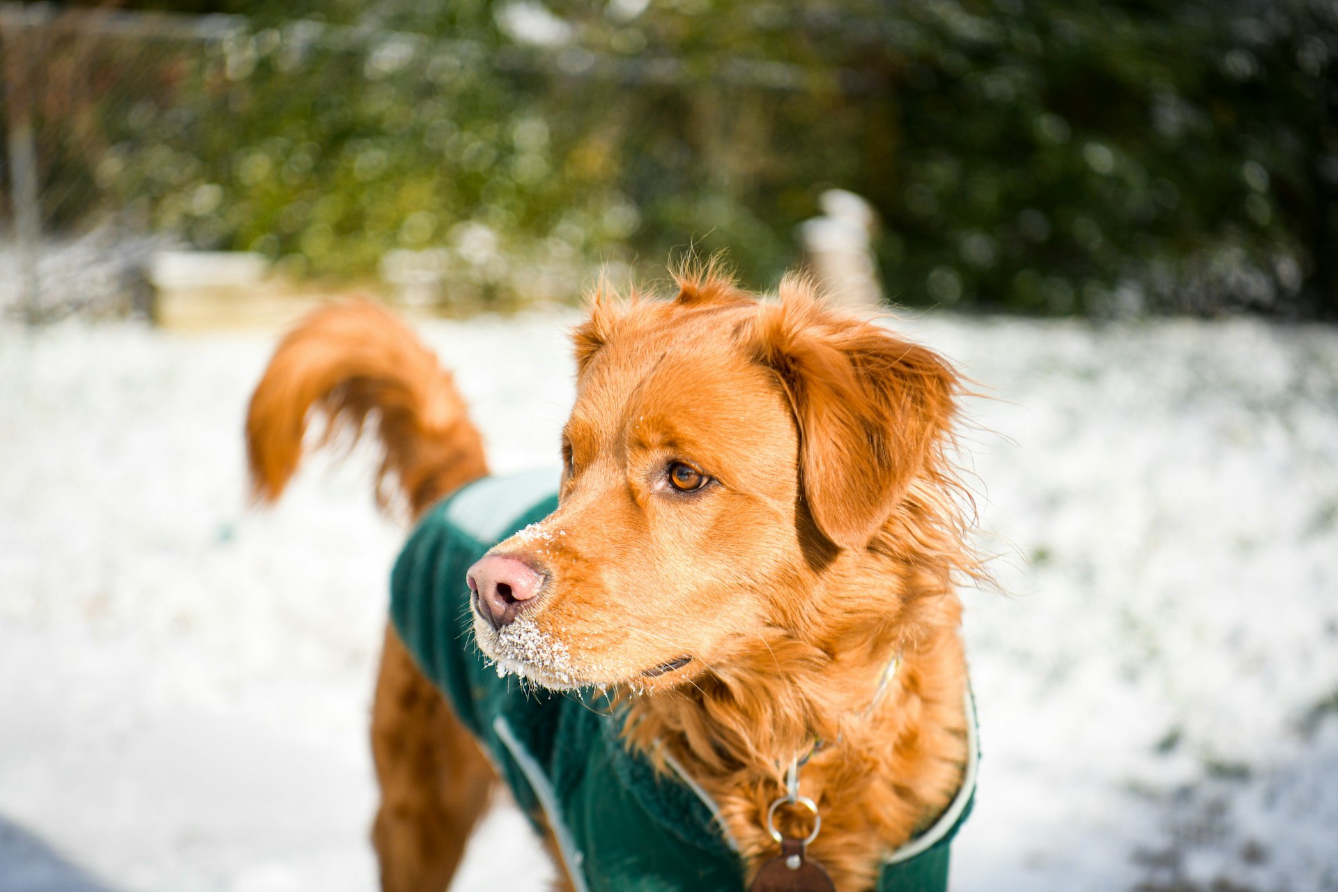 Caring for the Modern City Dog: Winter Wardrobes and the Rise of Private Parks