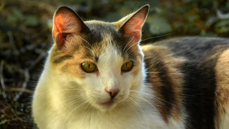 The Physics of Felines and the Tech Saving Cat Parents’ Sanity