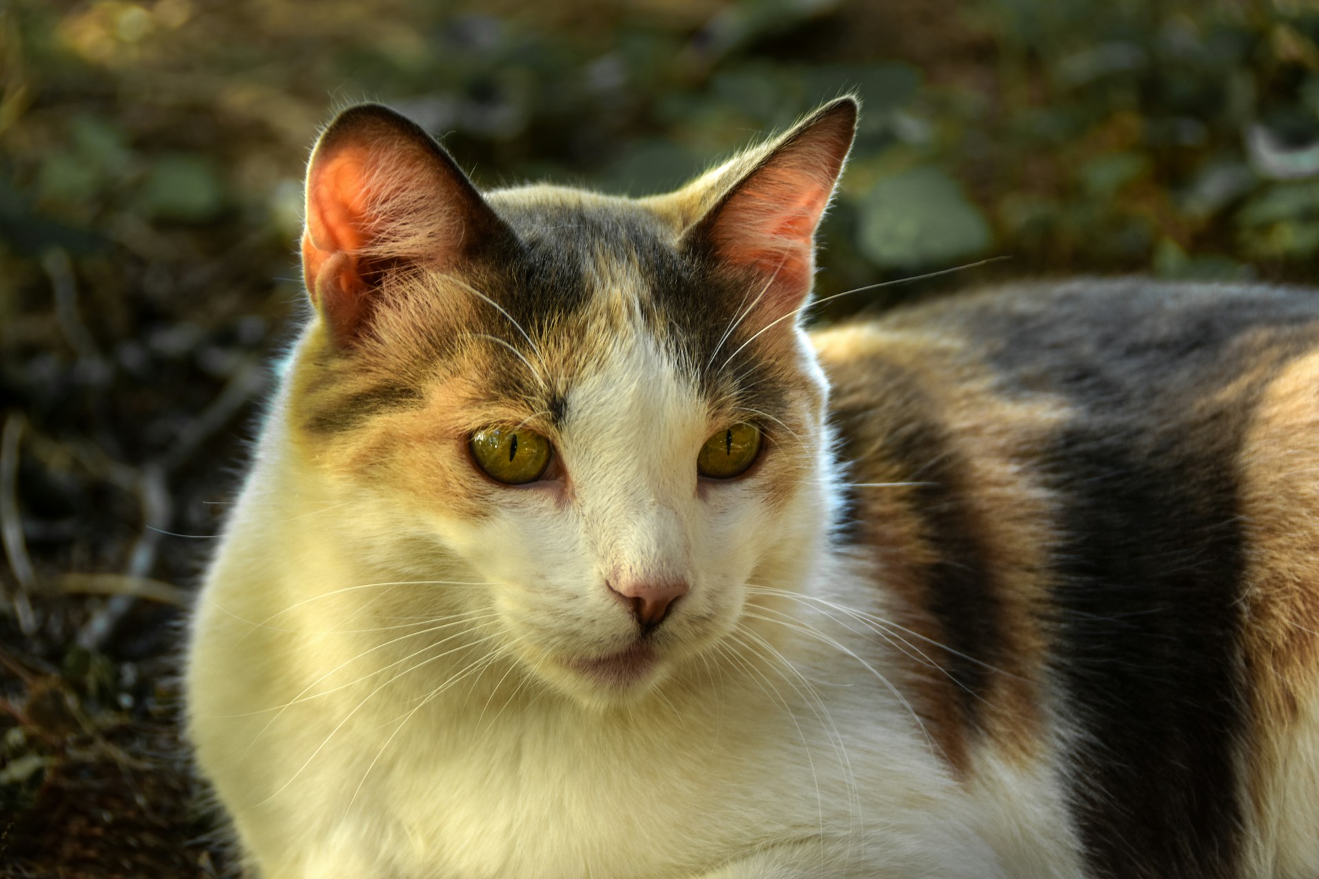 The Physics of Felines and the Tech Saving Cat Parents’ Sanity